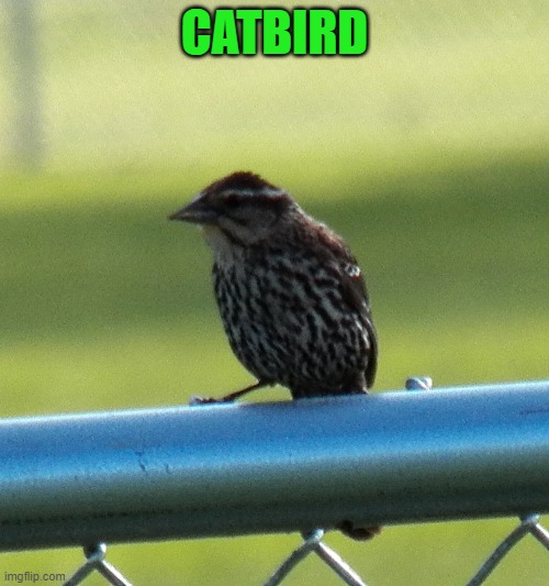 CATBIRD | made w/ Imgflip meme maker