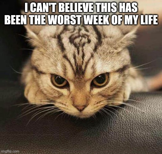 *Unintelligible angry Lacey noises* | I CAN'T BELIEVE THIS HAS BEEN THE WORST WEEK OF MY LIFE | image tagged in grrrrr | made w/ Imgflip meme maker