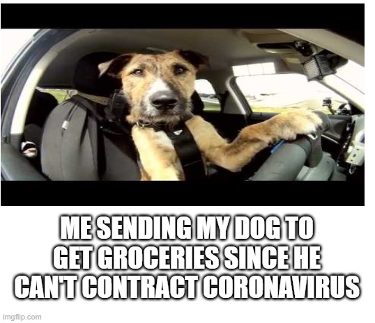 How to get groceries without contracting Covid-19 |  ME SENDING MY DOG TO GET GROCERIES SINCE HE CAN'T CONTRACT CORONAVIRUS | image tagged in blank white template | made w/ Imgflip meme maker