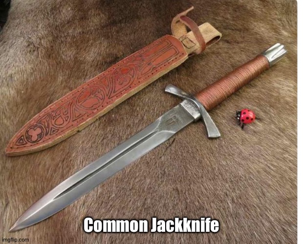 Common Jackknife | made w/ Imgflip meme maker