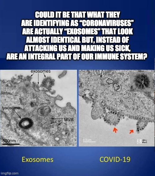 Coronavirus or Exosome? | COULD IT BE THAT WHAT THEY ARE IDENTIFYING AS “CORONAVIRUSES” ARE ACTUALLY “EXOSOMES” THAT LOOK ALMOST IDENTICAL BUT, INSTEAD OF ATTACKING US AND MAKING US SICK, ARE AN INTEGRAL PART OF OUR IMMUNE SYSTEM? | image tagged in coronavirus,covid-19,exosome | made w/ Imgflip meme maker