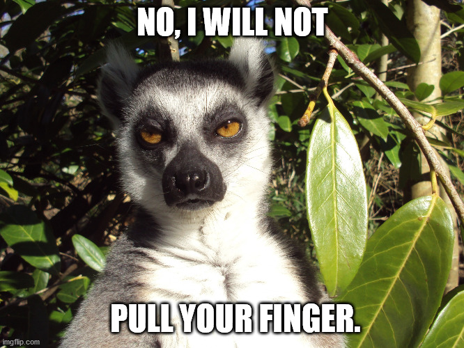 pull my finger | NO, I WILL NOT; PULL YOUR FINGER. | image tagged in annoyed monkey,finger,pull,really,bored,monkey | made w/ Imgflip meme maker