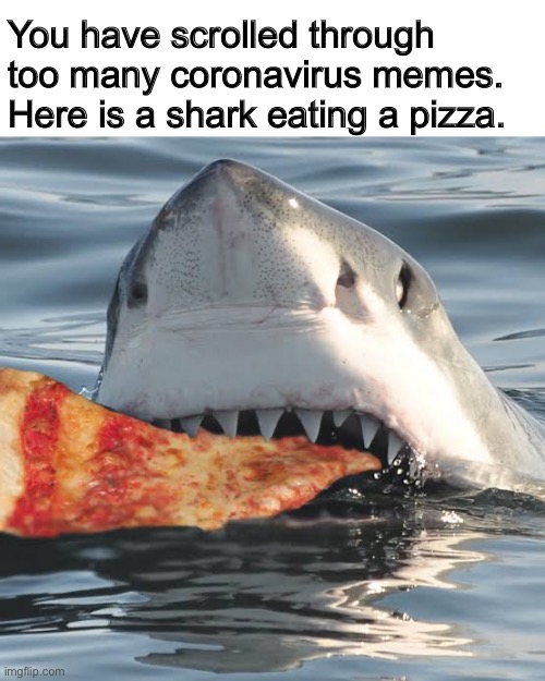 Too many | You have scrolled through too many coronavirus memes. Here is a shark eating a pizza. | image tagged in coronavirus,shark,pizza,scroll,keep scrolling,chill | made w/ Imgflip meme maker