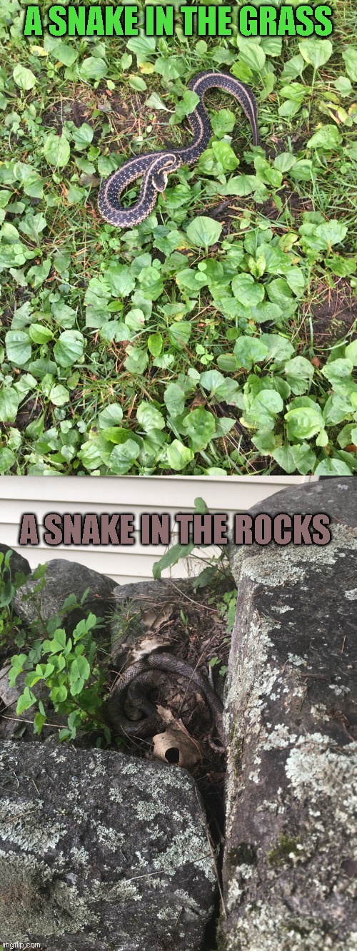 Top is the common garner snake and  the shy fella bottom one is a milk snake. (taken within two minutes of each other) | A SNAKE IN THE GRASS; A SNAKE IN THE ROCKS | image tagged in snakes | made w/ Imgflip meme maker