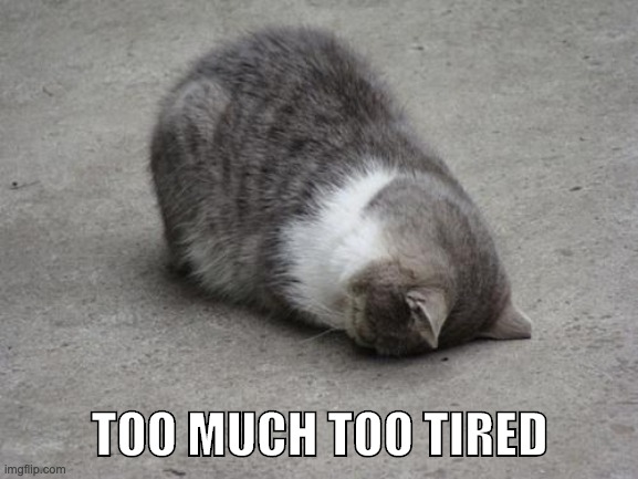 face down cat | TOO MUCH TOO TIRED | image tagged in face down cat | made w/ Imgflip meme maker