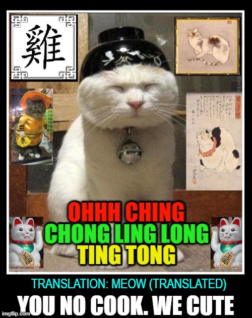 Another One Bites the Fluff | TRANSLATION: MEOW (TRANSLATED); YOU NO COOK. WE CUTE | image tagged in vince vance,cats,asians,lost in translation,meow,funny cat memes | made w/ Imgflip meme maker