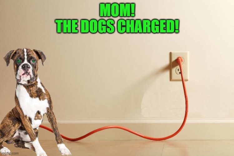 dog charger | MOM!
THE DOGS CHARGED! | image tagged in dog,cord,charger | made w/ Imgflip meme maker