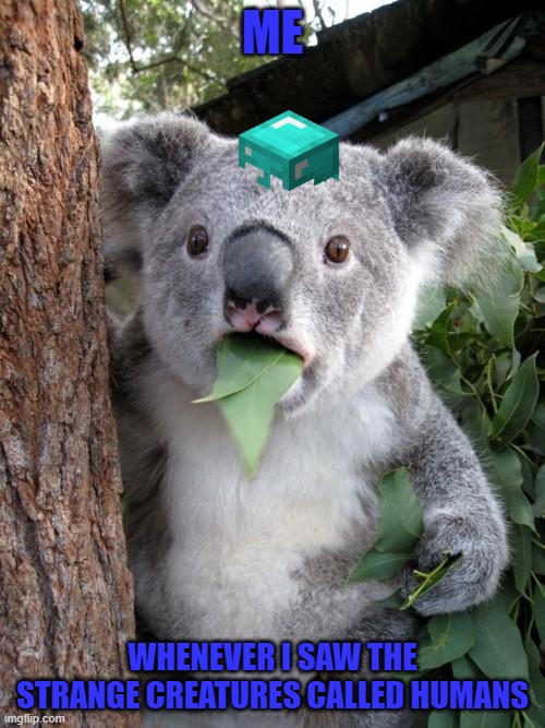 Surprised Koala Meme | ME; WHENEVER I SAW THE STRANGE CREATURES CALLED HUMANS | image tagged in memes,surprised koala | made w/ Imgflip meme maker