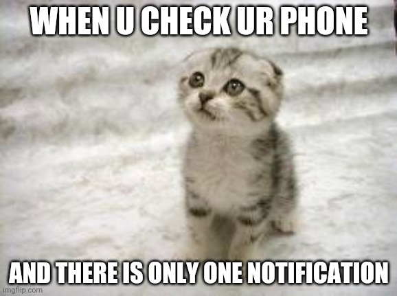 Sad Cat | WHEN U CHECK UR PHONE; AND THERE IS ONLY ONE NOTIFICATION | image tagged in memes,sad cat | made w/ Imgflip meme maker