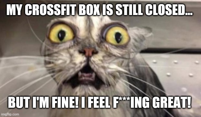 Crazy Cat | MY CROSSFIT BOX IS STILL CLOSED... BUT I'M FINE! I FEEL F***ING GREAT! | image tagged in crazy cat | made w/ Imgflip meme maker