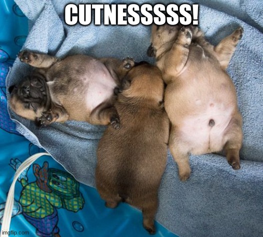 Chonky puppers | CUTNESSSSS! | image tagged in chonky puppers | made w/ Imgflip meme maker