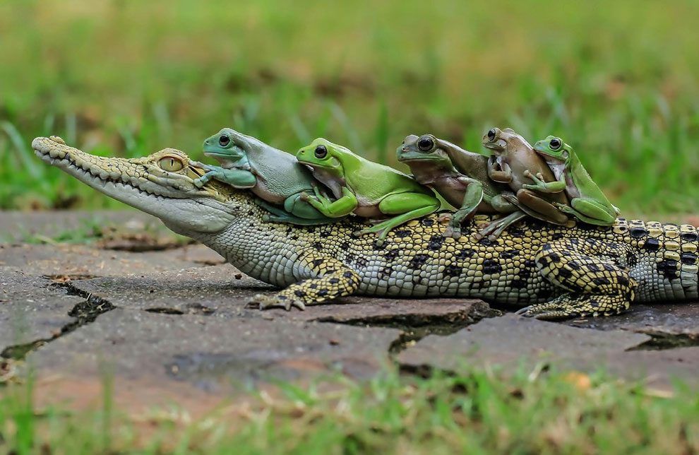 High Quality Crocodile Carry Frogs Blank Meme Template