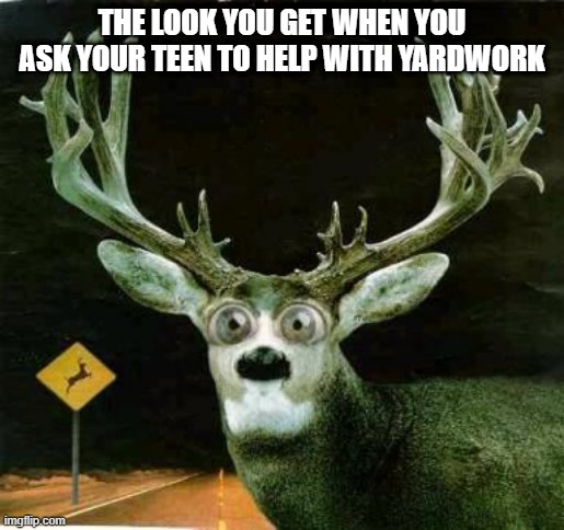 Deer in the Headlights | THE LOOK YOU GET WHEN YOU ASK YOUR TEEN TO HELP WITH YARDWORK | image tagged in teenagers,chores,deer in headlights | made w/ Imgflip meme maker