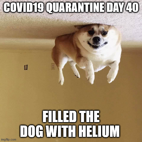 upside down dog | COVID19 QUARANTINE DAY 40; FILLED THE DOG WITH HELIUM | image tagged in upside down dog | made w/ Imgflip meme maker