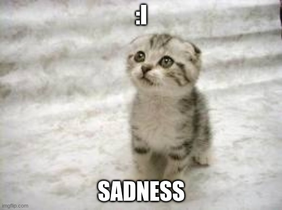 Sad Cat | :I; SADNESS | image tagged in memes,sad cat | made w/ Imgflip meme maker