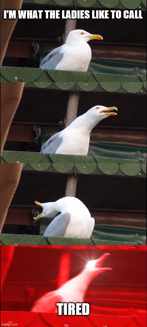 Inhaling Seagull | I'M WHAT THE LADIES LIKE TO CALL; TIRED | image tagged in memes,inhaling seagull | made w/ Imgflip meme maker