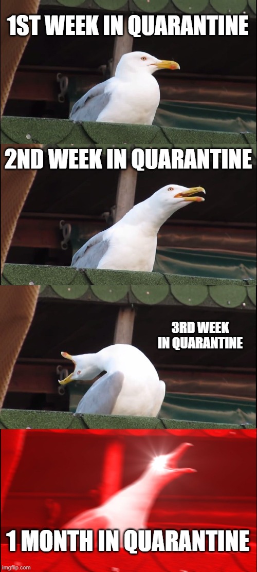 Inhaling Seagull | 1ST WEEK IN QUARANTINE; 2ND WEEK IN QUARANTINE; 3RD WEEK IN QUARANTINE; 1 MONTH IN QUARANTINE | image tagged in memes,inhaling seagull | made w/ Imgflip meme maker