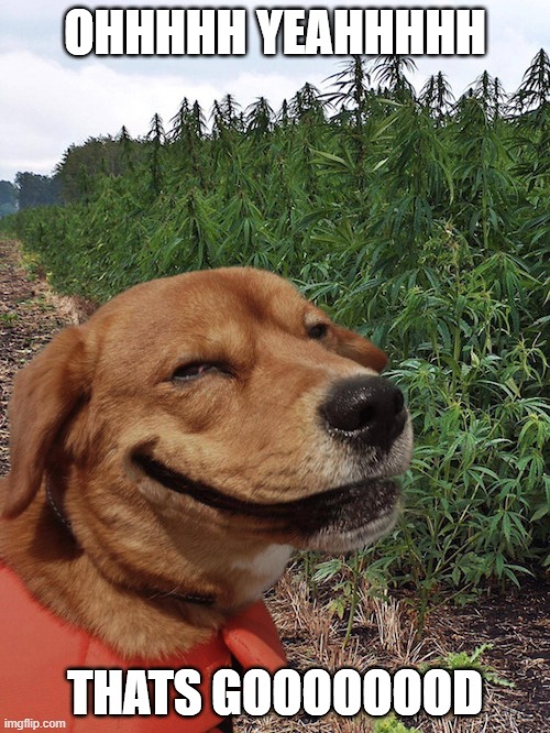 Weed doggo | OHHHHH YEAHHHHH; THATS GOOOOOOOD | image tagged in weed doggo | made w/ Imgflip meme maker