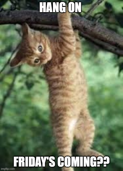 Cat hanging from tree Memes - Imgflip