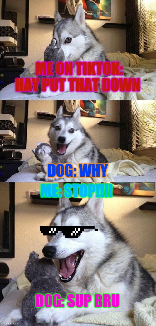 Bad Pun Dog | ME ON TIKTOK: HAY PUT THAT DOWN; DOG: WHY; ME: STOP!!!! DOG: SUP BRU | image tagged in memes,bad pun dog | made w/ Imgflip meme maker