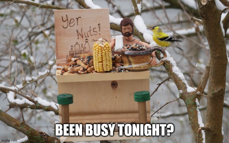 Bird talk | BEEN BUSY TONIGHT? | image tagged in animals,humor | made w/ Imgflip meme maker