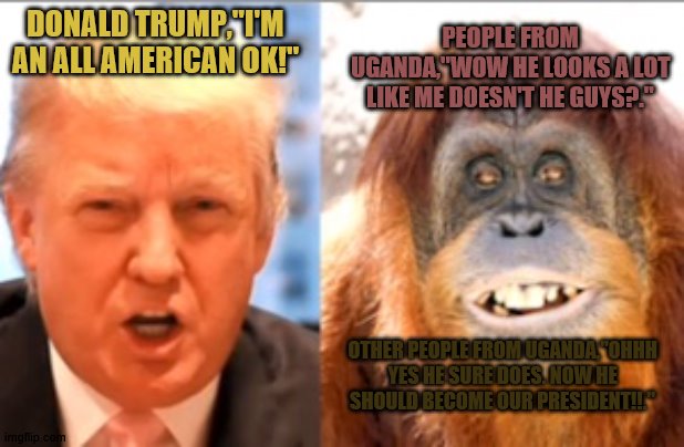 Donald trump is an orangutan | PEOPLE FROM UGANDA,"WOW HE LOOKS A LOT LIKE ME DOESN'T HE GUYS?."; DONALD TRUMP,"I'M AN ALL AMERICAN OK!"; OTHER PEOPLE FROM UGANDA,"OHHH YES HE SURE DOES. NOW HE SHOULD BECOME OUR PRESIDENT!!." | image tagged in donald trump is an orangutan | made w/ Imgflip meme maker