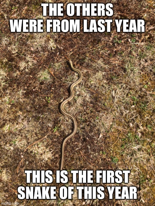 THE OTHERS WERE FROM LAST YEAR THIS IS THE FIRST SNAKE OF THIS YEAR | made w/ Imgflip meme maker