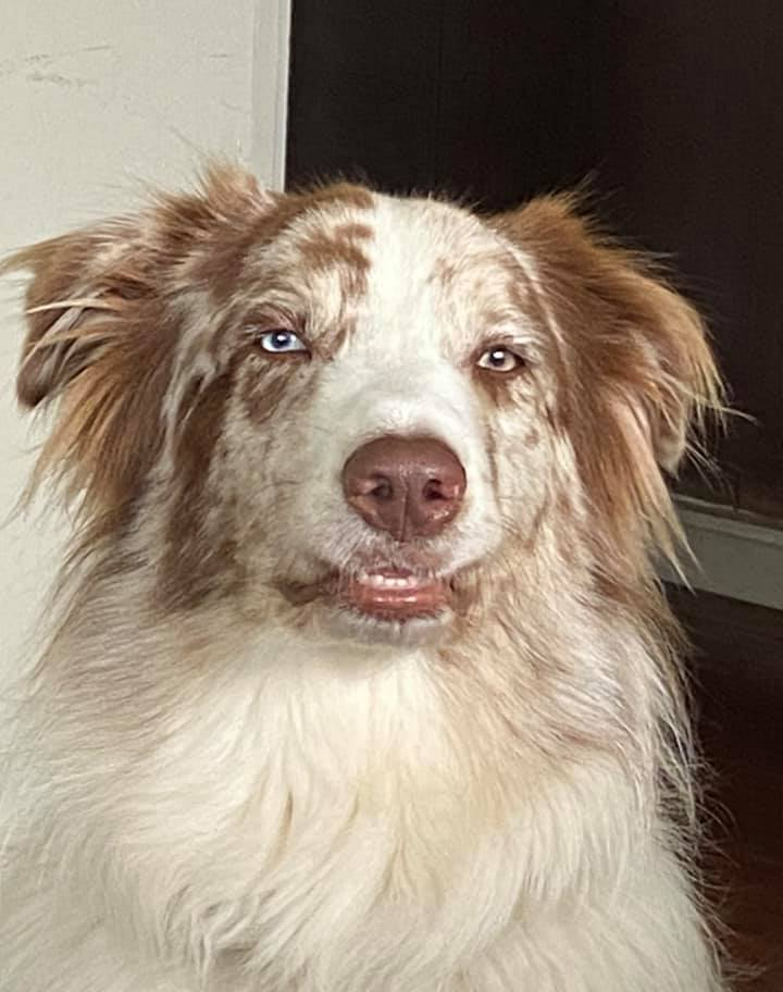 High Quality Skeptical Dog Face Blank Meme Template