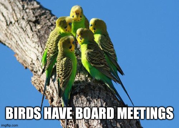 The Meeting | BIRDS HAVE BOARD MEETINGS | image tagged in the meeting | made w/ Imgflip meme maker