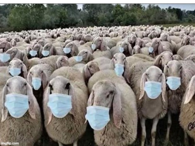 Corona Sheep | image tagged in coronavirus,quarantine,government,constitution,big brother,tyranny | made w/ Imgflip meme maker