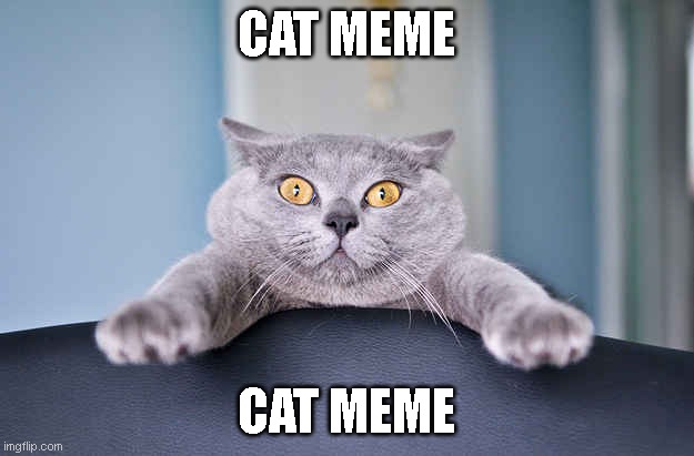Surprise cat | CAT MEME; CAT MEME | image tagged in surprise cat | made w/ Imgflip meme maker