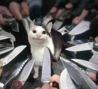 knives surrounding polite cat Blank Meme Template