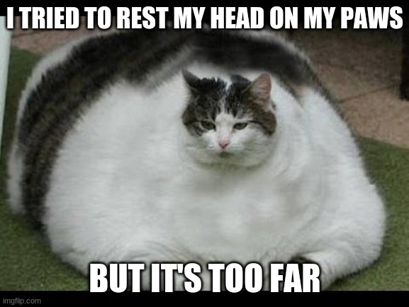 Fat Cat | I TRIED TO REST MY HEAD ON MY PAWS; BUT IT'S TOO FAR | image tagged in fat cat | made w/ Imgflip meme maker