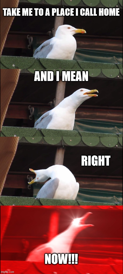 Inhaling Seagull | TAKE ME TO A PLACE I CALL HOME; AND I MEAN; RIGHT; NOW!!! | image tagged in memes,inhaling seagull | made w/ Imgflip meme maker