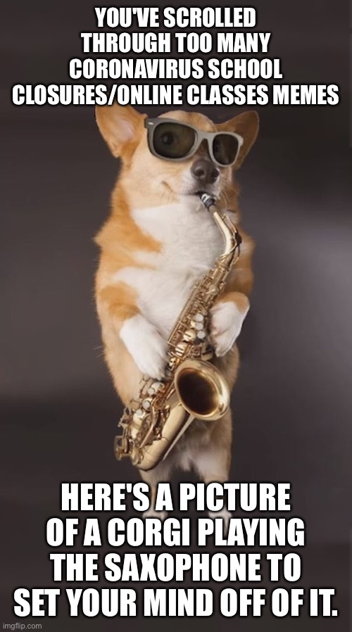 To help you through the terrible memes | YOU'VE SCROLLED THROUGH TOO MANY CORONAVIRUS SCHOOL CLOSURES/ONLINE CLASSES MEMES; HERE'S A PICTURE OF A CORGI PLAYING THE SAXOPHONE TO SET YOUR MIND OFF OF IT. | image tagged in corgi,coronavirus,nothing to see here,why are you looking at this | made w/ Imgflip meme maker