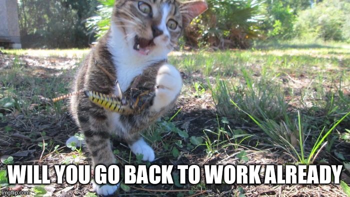 Still here ? | WILL YOU GO BACK TO WORK ALREADY | image tagged in funny memes | made w/ Imgflip meme maker