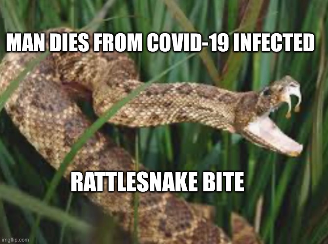 Covid-19 snake bite | MAN DIES FROM COVID-19 INFECTED; RATTLESNAKE BITE | image tagged in rattlesnake | made w/ Imgflip meme maker