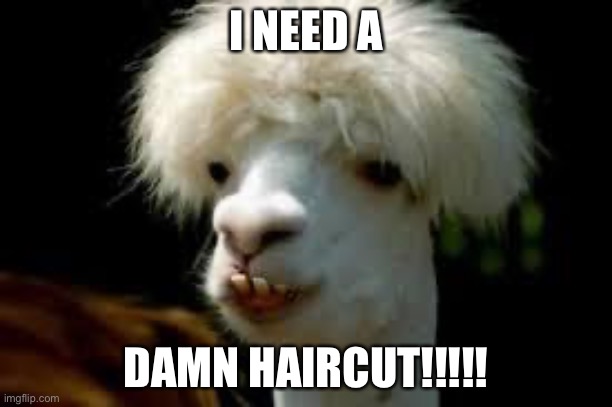 bad hair day llama | I NEED A; DAMN HAIRCUT!!!!! | image tagged in bad hair day llama | made w/ Imgflip meme maker