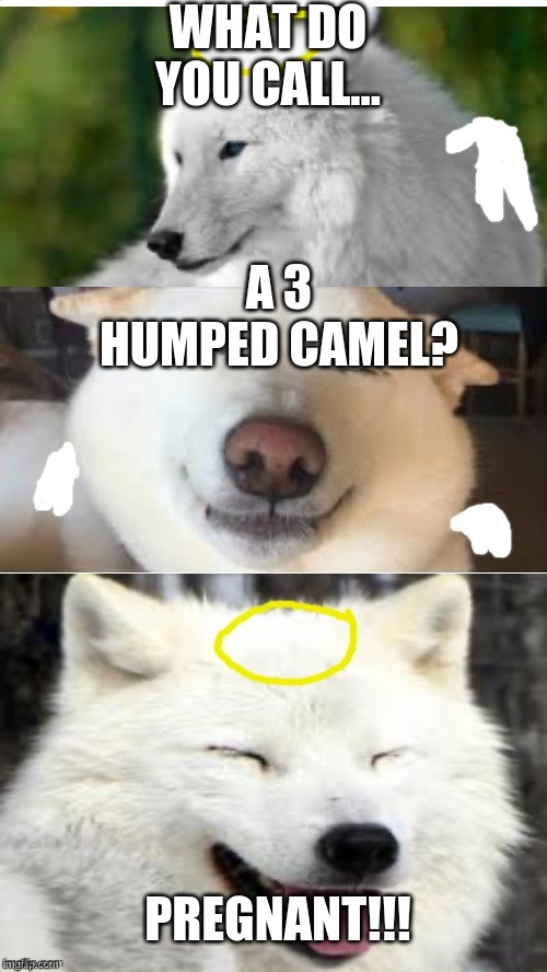 Bad pun Angel-Wolf | WHAT DO YOU CALL... A 3 HUMPED CAMEL? PREGNANT!!! | image tagged in bad pun angel-wolf | made w/ Imgflip meme maker