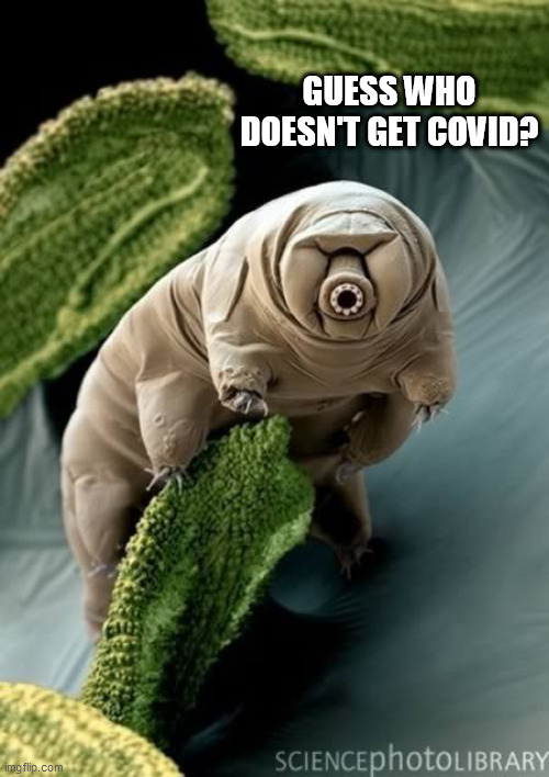 covid | GUESS WHO DOESN'T GET COVID? | image tagged in covid | made w/ Imgflip meme maker