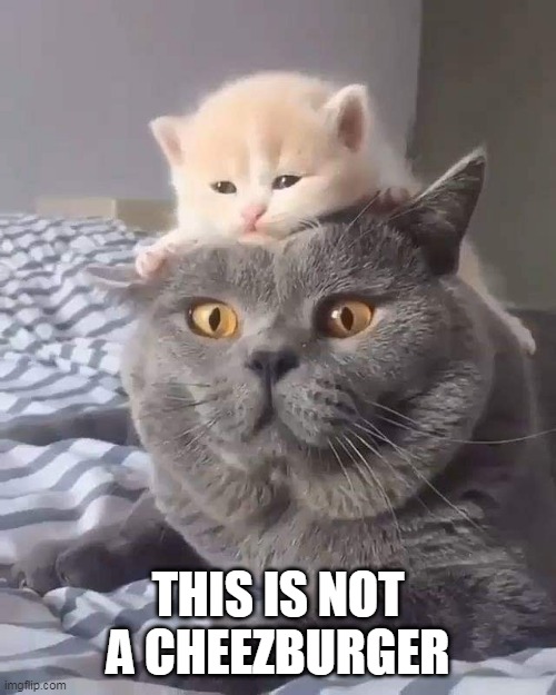 MAYBE IT'S NAME IS "CHEEZBURGER" | THIS IS NOT A CHEEZBURGER | image tagged in i can has cheezburger cat,cats,funny cats,kitten | made w/ Imgflip meme maker