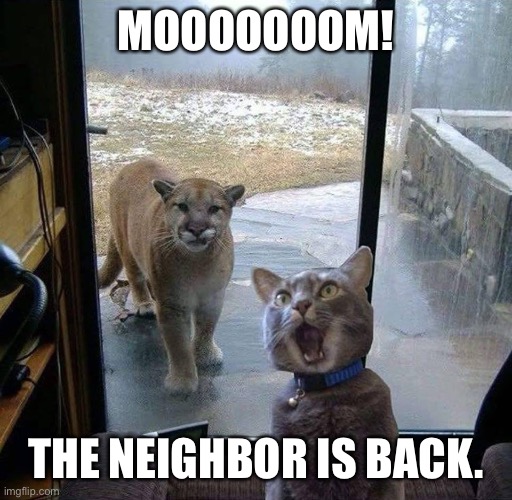 House Cat with Mountain Lion at the door | MOOOOOOOM! THE NEIGHBOR IS BACK. | image tagged in house cat with mountain lion at the door | made w/ Imgflip meme maker