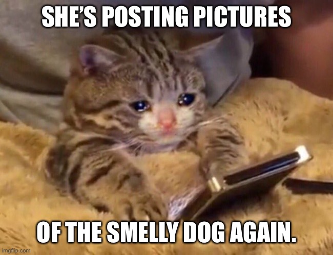 Sad cat phone | SHE’S POSTING PICTURES; OF THE SMELLY DOG AGAIN. | image tagged in sad cat phone | made w/ Imgflip meme maker