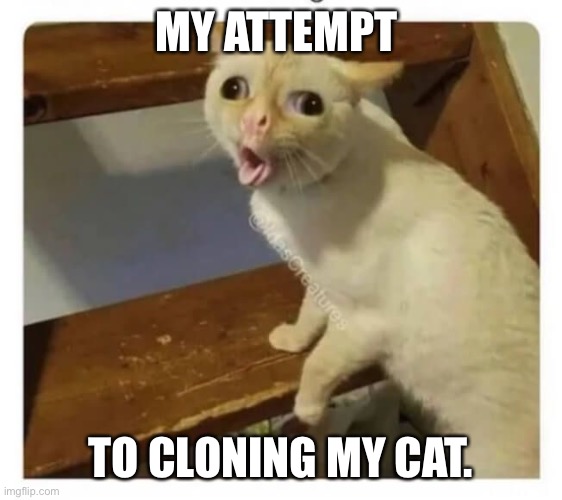Coughing Cat | MY ATTEMPT; TO CLONING MY CAT. | image tagged in coughing cat | made w/ Imgflip meme maker