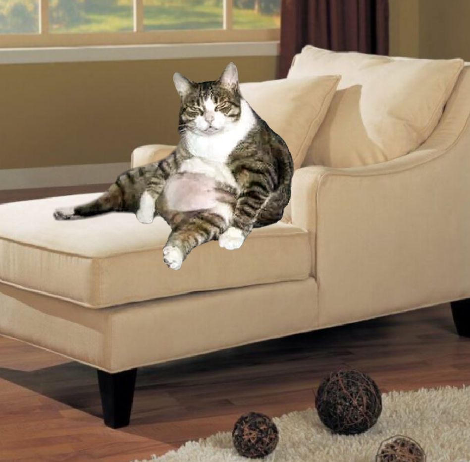 Fat Covid-18 Cat Blank Meme Template