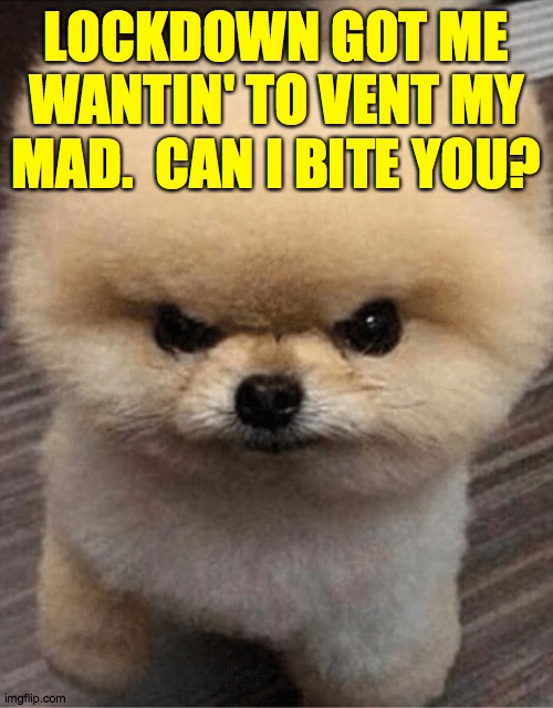 Angry pupper | LOCKDOWN GOT ME WANTIN' TO VENT MY MAD.  CAN I BITE YOU? | image tagged in angry pupper,memes,lockdown stress syndrome | made w/ Imgflip meme maker