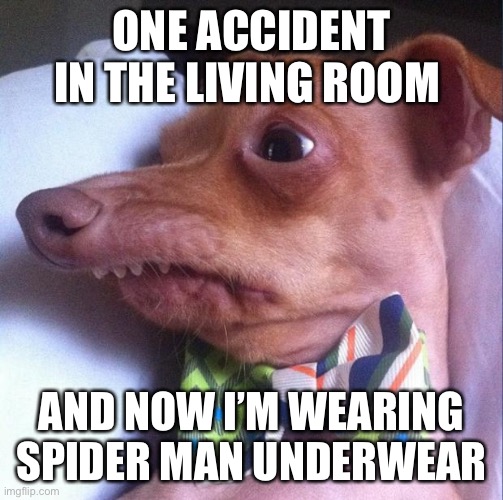 Tuna the dog (Phteven) | ONE ACCIDENT IN THE LIVING ROOM AND NOW I’M WEARING SPIDER MAN UNDERWEAR | image tagged in tuna the dog phteven | made w/ Imgflip meme maker