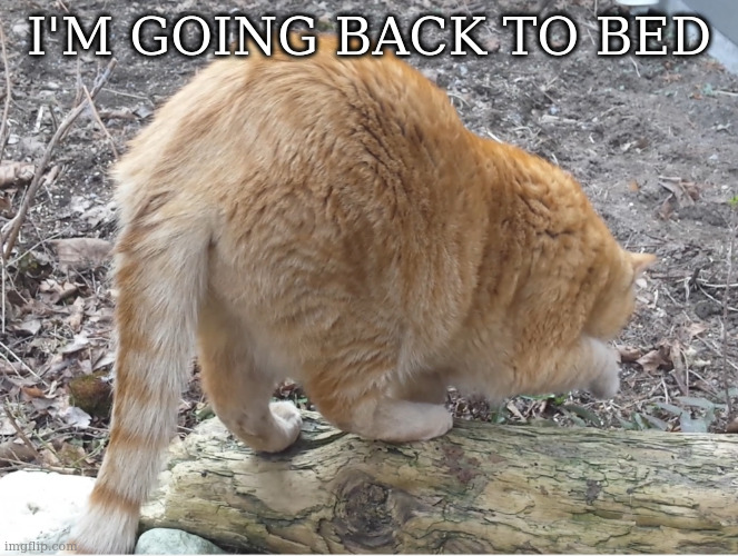 big ass | I'M GOING BACK TO BED | image tagged in big ass | made w/ Imgflip meme maker