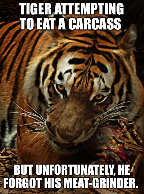I AM a meat grinder! | TIGER ATTEMPTING TO EAT A CARCASS; BUT UNFORTUNATELY, HE FORGOT HIS MEAT-GRINDER. | image tagged in joe exotic,carole baskin,tiger king | made w/ Imgflip meme maker