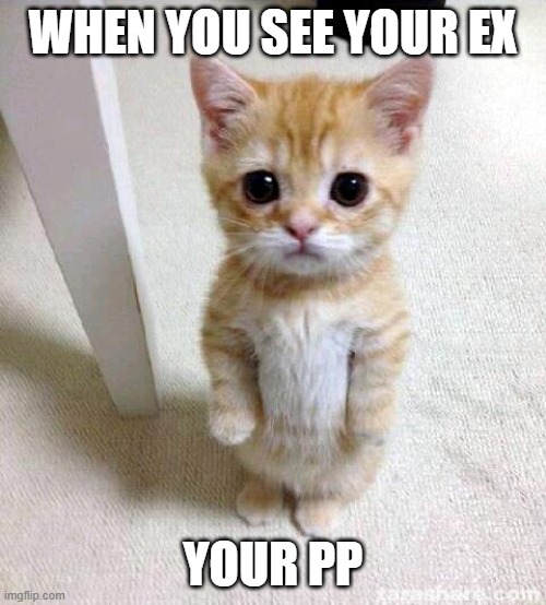 Cute Cat Meme | WHEN YOU SEE YOUR EX; YOUR PP | image tagged in memes,cute cat | made w/ Imgflip meme maker
